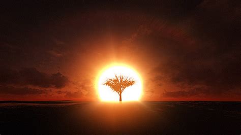 Growing Tree Silhouette At Sunrise, Motion Graphics | VideoHive