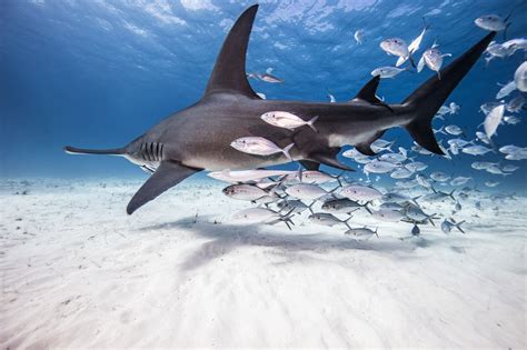 Great hammerhead shark - MarAlliance.org