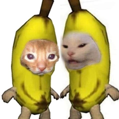 Gatitos banana | Funny animals, Funny cute cats, Cat memes