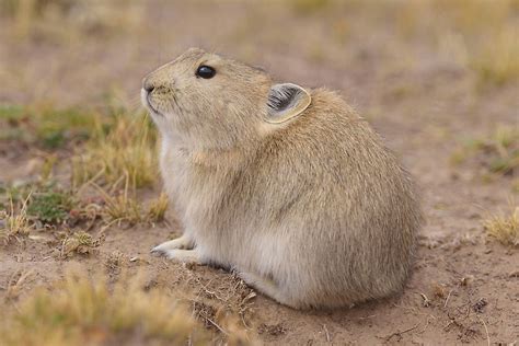 What Animals Live In Tibet? - WorldAtlas