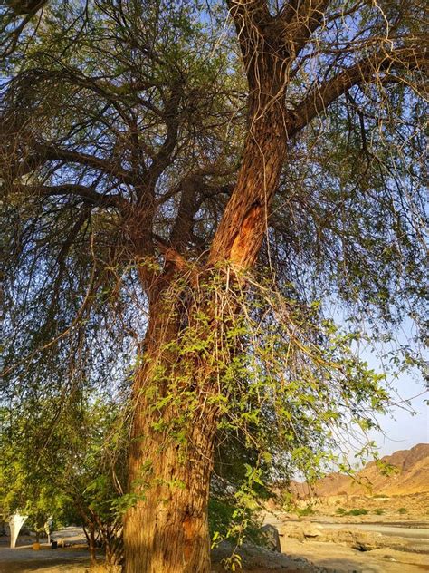 Ghaf Tree , Prosopis Cineraria Stock Photo - Image of waterless ...