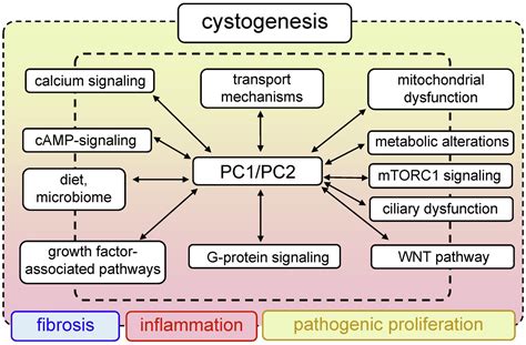 Polycystic Kidney Disease Pathophysiology