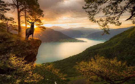 deer, Sunset, Fjord, Mountain, Trees, Norway, Forest, Nature, Landscape ...