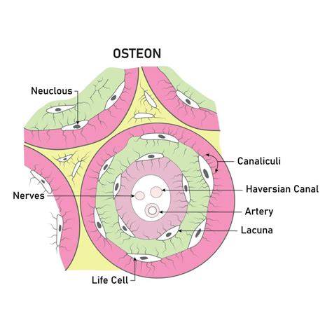 Osteon Science Design Vector Illustration Diagram 33240377 Vector Art ...