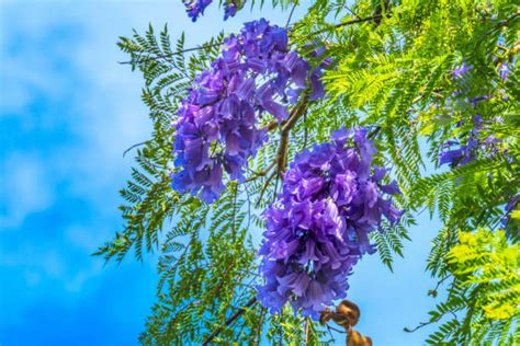 Jacaranda Tree: Care and Growth - Al Ardh Alkhadra