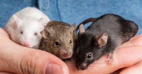 Pet Mice: 9 Things You Need To Know - A-Z Animals