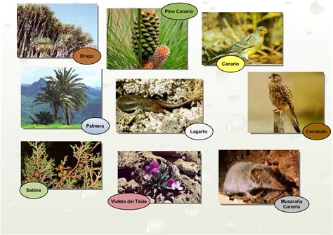 The English Corner: FLORA AND FAUNA OF THE CANARY ISLANDS (UNIT 5)