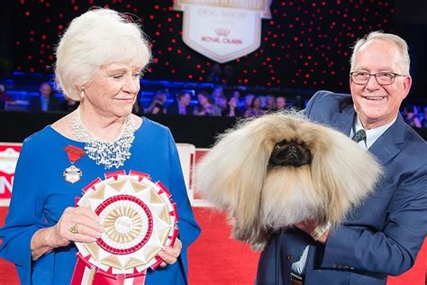 Winning Show Dogs: A Roundup of AKC National Championship Winners ...