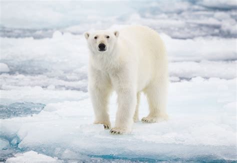 Why Do Polar Bears Need Ice to Survive? | Reader's Digest