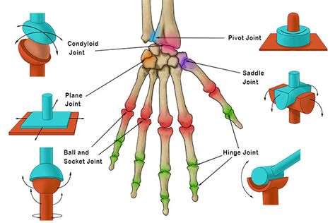 Condyloid Joint