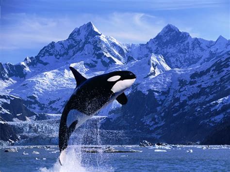 What Are Interesting Facts About Orcas - Printable Templates Protal