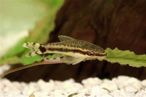 Otocinclus Care Guide & Species Profile | Fishkeeping World