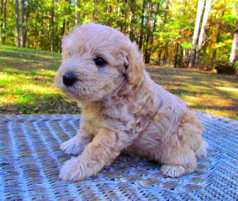 Growing Puppies - Virginia Schnoodle Breeder --Hypoallergenic Dogs: 4 ...