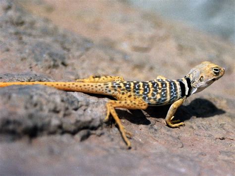 Collared lizard: Muddy Creek, Utah