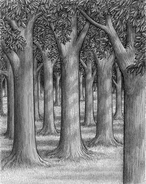 Trees - Ink Rhythm | Forest drawing, Tree drawings pencil, Tree drawing