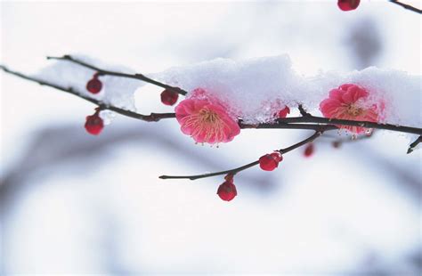 [100+] Winter Flowers Wallpapers | Wallpapers.com