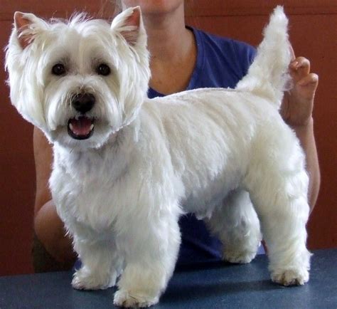 Image result for West Highland Terrier Proper Haircut | Westies, Westie ...