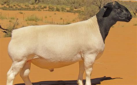 Meat, milk or wool: choose a sheep breed fit for purpose | Farmer's Weekly