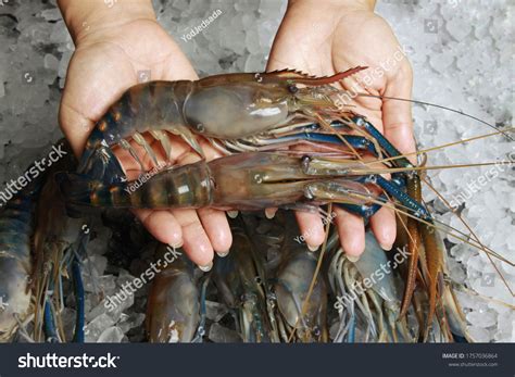 Giant Freshwater Prawn River Prawn On Stock Photo 1757036864 | Shutterstock