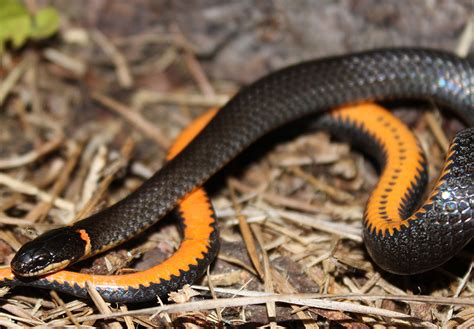 Dekay 's Brownsnake – Florida Snake ID Guide | Maybaygiare.org