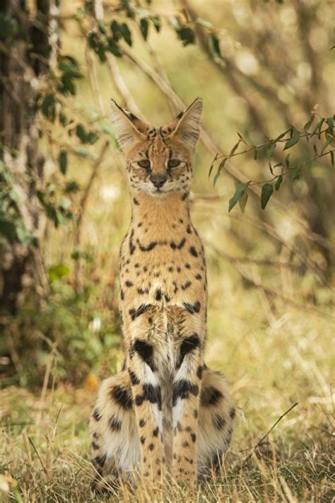 Serval | Animaux sauvages, Felin, Animaux