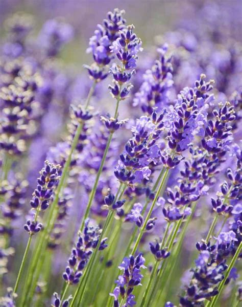 Lavandula angustifolia 'Royal Purple' (Lavender)