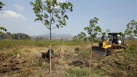 Cambodia returns land taken from indigenous people in 'unprecedented ...