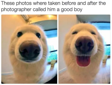 30 Funny Dog Memes to Make You Howl With Laughter - Cute Dog MemesBest Life