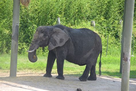 Norfolk Zoo | With Josh and Melinda on July 7, 2011 | archiew | Flickr