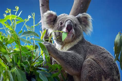 Premium Photo | Koala eating eucalyptus leaves.