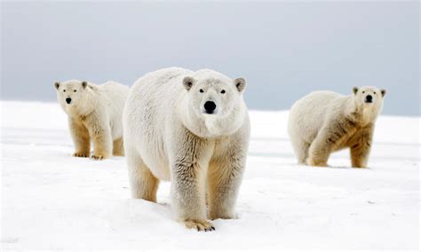 Why do polar bears have white fur? And nine other polar bear facts ...