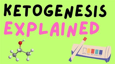 Ketogenesis: Process, Enzymes, Rate limiting step - YouTube