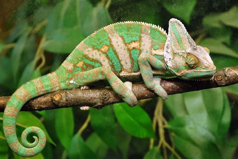 What do chameleons eat?