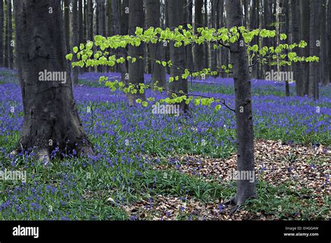 Bluebells in beach woodland, Halle, Belgium Stock Photo - Alamy