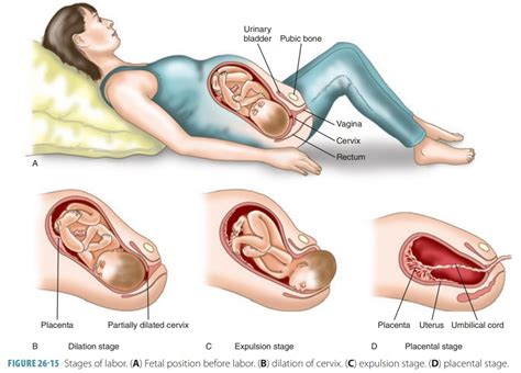 Stages Of Labor Dilation