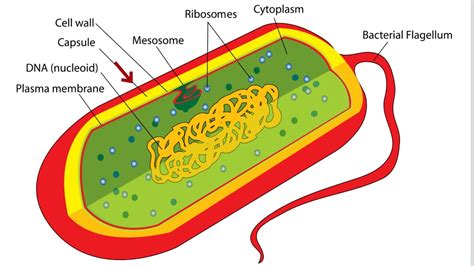 Bacteria Cell Labeled Diagram Simple