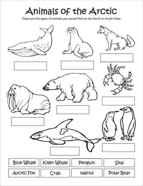 Printable Arctic Animal Coloring Pages - ColoringBay