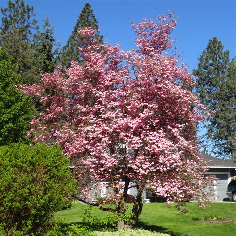 Pink Flowering Dogwood Tree For Sale Near Me : 10 Things To Know About ...