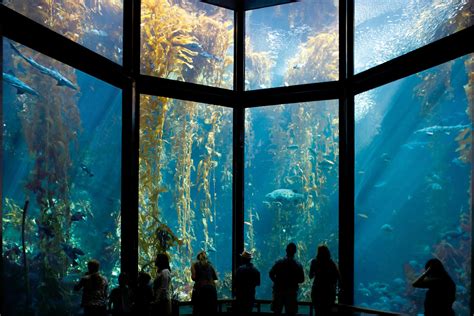 Discover And Go Monterey Bay Aquarium - Aquarium Views