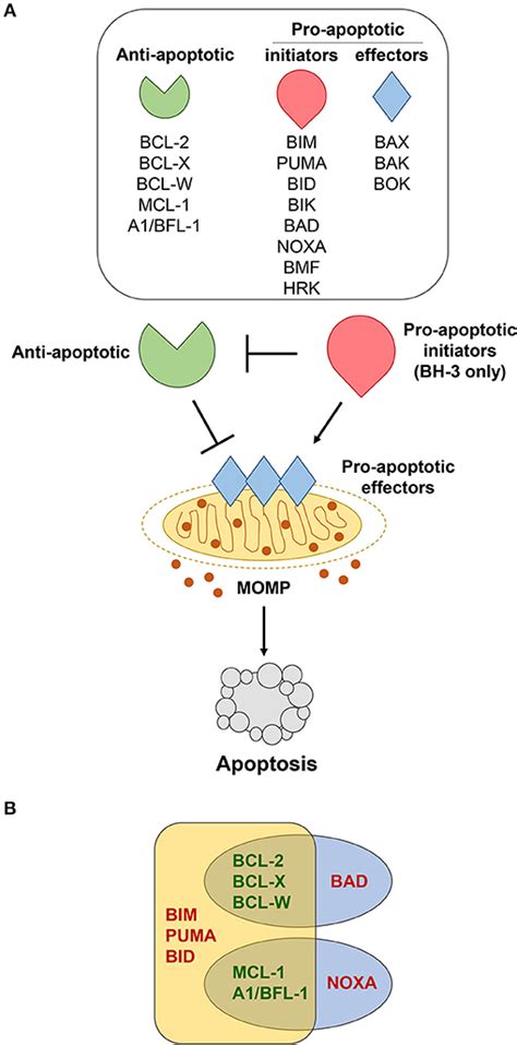 Frontiers | Targeting the Bcl-2 Family in B Cell Lymphoma