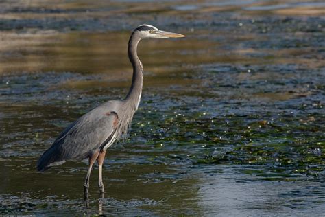 Great Blue Heron (Habitat 2030's 2015 Nature Scavenger Hunt ...