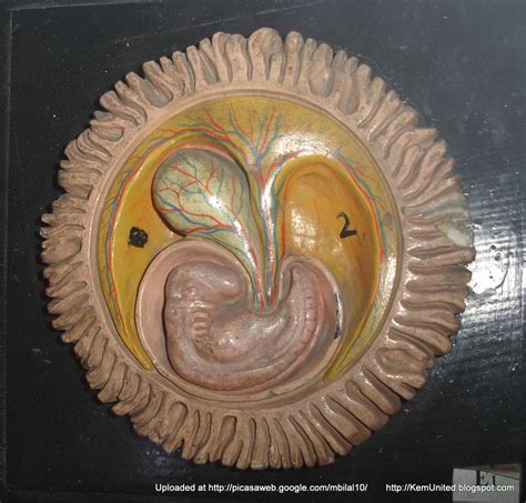 Embryology Models (some are labelled)