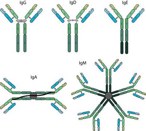 Bio X Cell - Antibody Structure