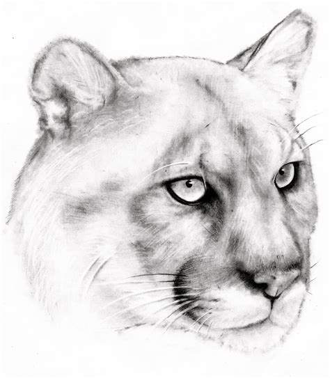 Pencil Drawings Of Lioness - pencildrawing2019