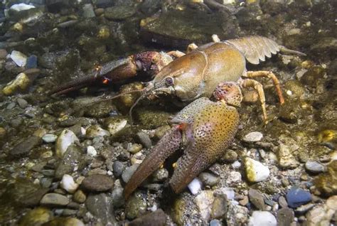 What Do Crayfish Eat: In the Wild and in Your Aquarium | Fishkeeping World