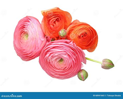 Bouquet of Persian Buttercup Stock Image - Image of ranunculus, studio ...