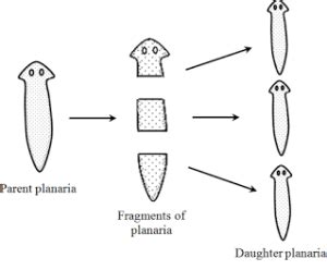 Fragmentation | Class 10, How do organism Reproduce