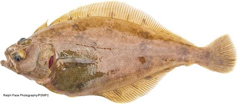 California Marine Sportfish Identification: Flatfishes