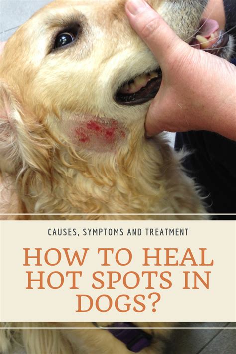 Symptoms and tips how to heal hot spots in dogs naturally | Dog hot ...