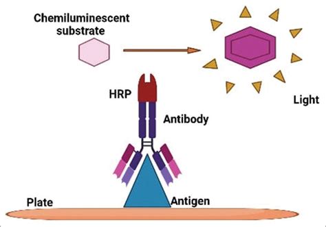 Applications of Chemiluminescence Immunoassay in Medicine | by ...